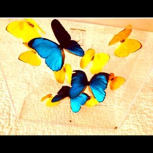 Framed Tropical Butterfly Art One of a Kind by artist Julianne signed 1998